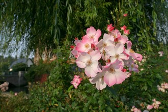 France, Haute Normandie, eure, Broglie, jardin aquatique, bords de la charentonne, fleur,