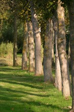 France, Haute Normandie, eure, Broglie, jardin aquatique, bords de la charentonne, haie d'arbres,