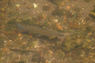 France, Haute Normandie, eure, evreux, truite, peche a la mouche en compagnie du guide Guillaume Le Garrec
truite dans l'Iton a Evreux