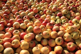 France, Haute Normandie, eure, evreux, fete de la pomme 4 novembre 2006, pommes,