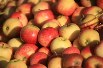 France, Haute Normandie, eure, evreux, fete de la pomme 4 novembre 2006, pommes,