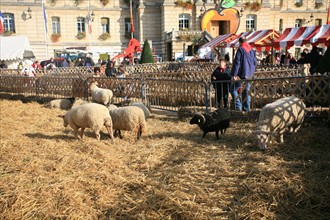 France, Haute Normandie, eure, evreux, fete de la pomme 4 novembre 2006, animaux parques au pied de l'hotel de ville,