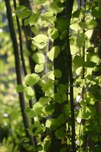 France, Haute Normandie, eure, broglie, bord de la voie verte, bords de la charentonne, vegetation, feuilles, nature,