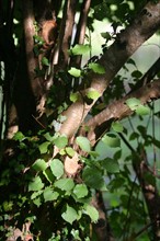 France, Haute Normandie, eure, Broglie, jardin aquatique, bords de la charentonne, vegetation, feuilles, nature,