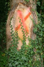 France, close-up of a tree trunk and vegetation