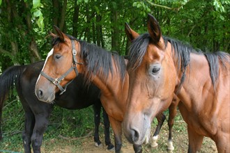 France, Haute Normandie, eure, Harcourt, bord de la voie verte, chevaux,