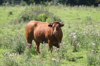 France, french limousine cow