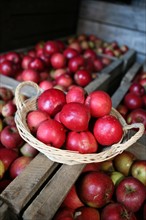 France, Haute Normandie, eure, gauciel, le clos Cerisey, production cidricole de Stephane Van Tornhout, specialite de pomme a chair rouge