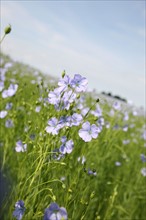 France, Haute Normandie, pres du Neubourg, champ de lin en fleurs, ciel, agriculture, liniculture, textile,