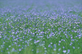 France, blossoming flax field