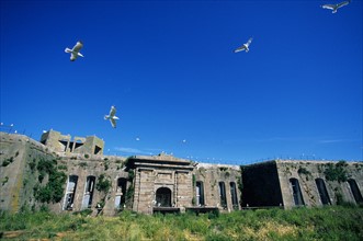 France, Normandie, Manche, Cotentin, Cherbourg f50 fort de l'ile pelee, ancien fort militaire, oiseaux, goelands,