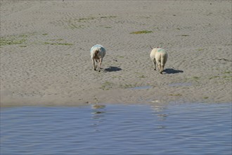 France, Basse Normandie, Manche, heugueville sur sienne, moutons dans le havre de Sienne, nature, agneau,