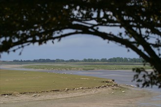 France, Basse Normandie, Manche, heugueville sur sienne, moutons dans le havre de Sienne, nature, agneau,