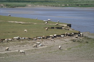 France, Basse Normandie, Manche, heugueville sur sienne, moutons dans le havre de Sienne, nature, agneau,