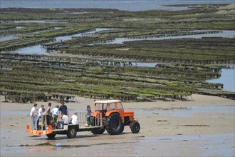 France, Basse Normandie, Manche, blainville sur mer, parcs a huitres et ostreiculteurs partant avec la maree, tracteurs, maree basse,