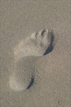 France, Normandie, Manche, baie du Mont-Saint-Michel, trace de pied dans le sable, dunes du bec d'Andaine, traversee, randonnee,