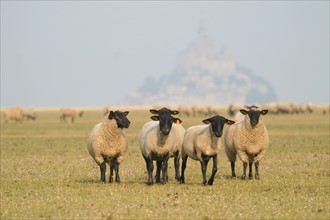 France, Basse Normandie, Manche, baie du Mont-Saint-Michel, moutons et pres sales, elevage, gastronomie, paturage,