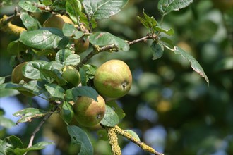 France, Basse Normandie, Manche, baie du Mont-Saint-Michel, pommes, branche de pommier, arbre fruitier, verger,