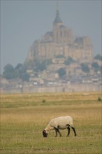 France, Basse Normandie, Manche, baie du Mont-Saint-Michel, moutons et pres sales, elevage, gastronomie, paturage,