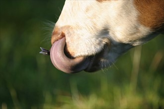 France, Normandie, Manche, vache normandese mettant la langue dans les naseaux, sartilly