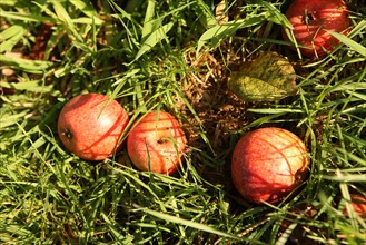 France, Basse Normandie, Manche, pays de saint lo, pommes au verger conservatoire du musee du Bocage normand de la ferme de Boisjugan