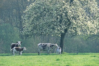 France, Basse Normandie, calvados, pays d'auge, vache et veaux sous un pommier en fleurs, verger, arbre fruitier, brume,