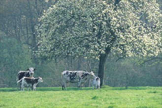 France, pays d'auge