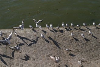 France, gulls on the bank