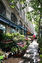 France, Paris 1e, marche aux fleurs et aux animaux, quai de la Megisserie