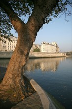 France, Paris 4e, ile de la cite, quai aux fleurs, la Seine, immeubles, arbre a la pointe de l'ile,