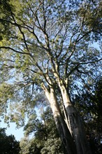 France, Paris 5e, jardin des plantes, arbre,