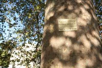 France, Paris 5e, jardin des plantes, platane plante par Buffon, arbre historique,