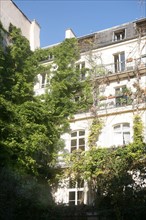 France, Paris 5e, en bordure du jardin des plantes, rue Cuvier, la plus vieille glycine de Paris,