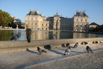 France, Paris 6e, jardin du Luxembourg, palais du senat, institution bassin, pigeons