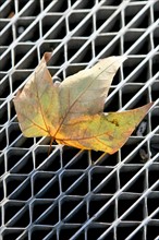 France, dead leaf