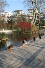 France, Paris 12e, parc de Bercy, pavillon, plan d'eau gele, hiver, canards,