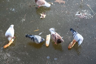 France, Paris 12e, parc de Bercy, plan d'eau gele, hiver, pigeons, glace,