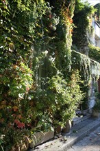 France, Paris 13, cite Floreale, petites maisons autour de la rue Brillat Savarin, vegetation,