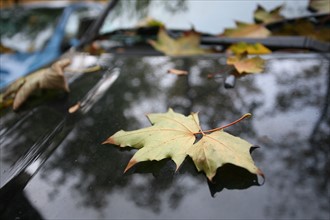 France, Paris 14e, l'arbre et la ville, feuilles sur capot de voiture, boulevard raspail
