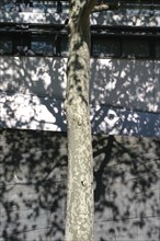 France, Paris 19e, l'arbre et la ville, quartier danube, rue david d'angers, ombre arbre sur lycee diderot,
