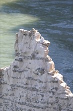 France, Normandie, Seine Maritime, cote d'albatre etretat, detail morceau de falaise calcaire, mer,