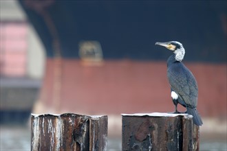 France: Normandie, Seine Maritime, vallee de la Seine, Rouen, grand port de mer de Rouen, cormoran. bassin saint gervais. oiseau, coque cargo, navire,