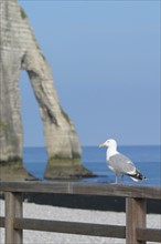 France, Normandie, Seine Maritime, cote d'albatre etretat, goeland argente falaise d'aval, plage, arche, balustrade,