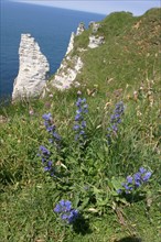 France, Normandie, Seine Maritime, cote d'albatre etretat, falaise d'aval, aiguille, fleurs bleues, mer,