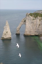 France, Normandie, Seine Maritime, cote d'albatre etretat, falaise d'aval, arche et aiguille, mer, goelands qui passent,