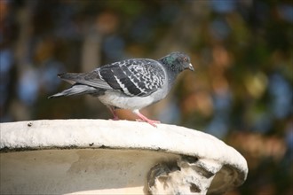 France, Paris 1e, jardin des tuileries, pigeon pose sur une vasque,