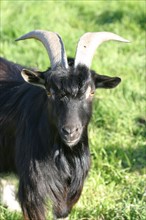 France, goat breeding