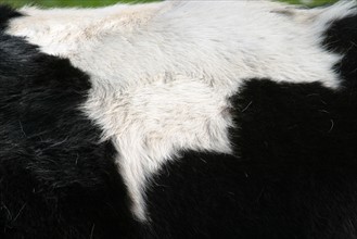 France, Basse Normandie, Manche, Cotentin, cap de la hague, detail peau de vache noire et blanche,