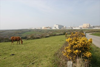 France, Basse Normandie, Manche, Cotentin, cap de la hague, route, cheval, centrale de retraitement, areva, cogeme, beaumont hague, usine, nucleaire, atomique,