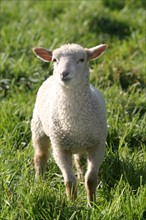 France: Normandie, agriculture, elevage ovin, mouton, agneau,